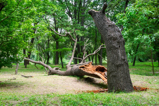 Best Storm Damage Tree Cleanup  in USA