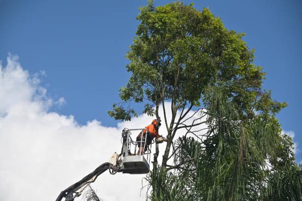 Best Tree Planting  in USA