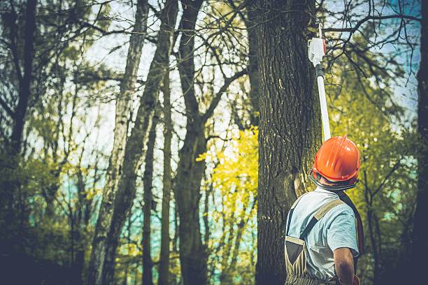 Best Tree Removal  in USA